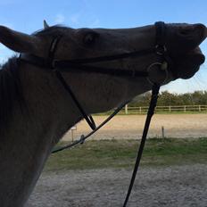 Anden særlig race Lyngs My Little Fellow ( Buddy ) <3
