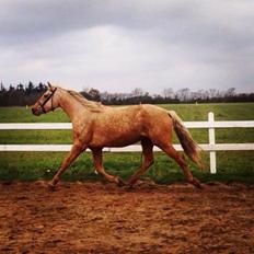 Anden særlig race Yaspisgårds Gabi