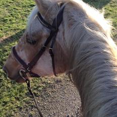 Anden særlig race Yaspisgårds Gabi