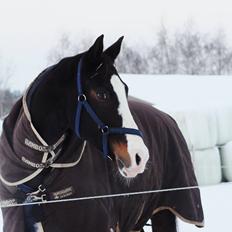 Dansk Varmblod Sant Jordi´s Mccoy, B-Hest