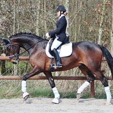 Dansk Varmblod Shepro Hit