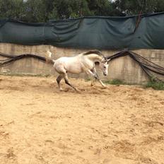 Arabisk fuldblod (OX) Wolantes Waheed