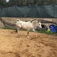 Arabisk fuldblod (OX) Wolantes Waheed