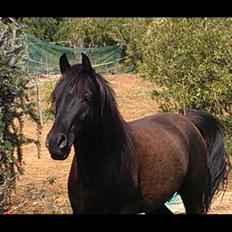 Arabisk fuldblod (OX) E'too