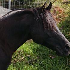 Arabisk fuldblod (OX) E'too