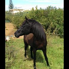 Arabisk fuldblod (OX) E'too