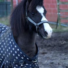 Welsh Pony (sec B) Dodi