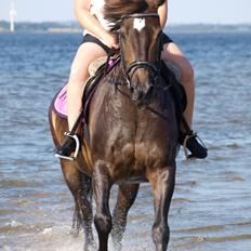 Anden særlig race Lady