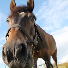 New Forest Elmholts Furore 