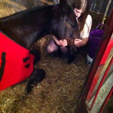 Dansk Varmblod Midor (Mulle)