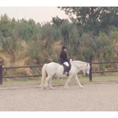 Fell pony Dennis