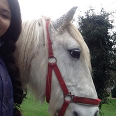 Fell pony Dennis