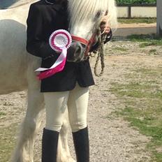 Fell pony Dennis