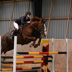 Belgisk varmblod D´Amour V/H Dennenhof