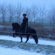 Islænder Embla Fra Flødal