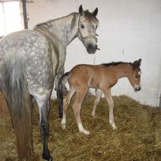 Connemara Maskenkols Honey Pie