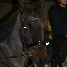 Hollandsk Sportspony Esmee Altair Vadette