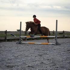 Anden særlig race Jupitor * Himmelhest *