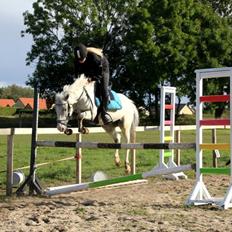 Knabstrupper Prins *Solgt*