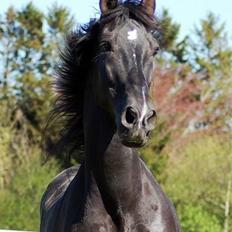 Pura Raza Española Arando - RIP