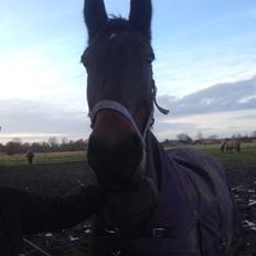 Oldenborg BRUNETTHE "himmelhesten<3"