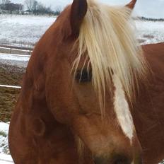 Haflinger Røgtergårdens Aqua *Felix* //MY SOULMATE<3//