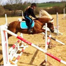 Haflinger Røgtergårdens Aqua *Felix* //MY SOULMATE<3//