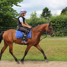 Welsh Partbred (Sec F) Bjerregårds Sparkler