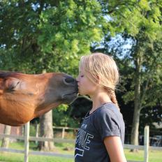 Welsh Partbred (Sec F) Bjerregårds Sparkler