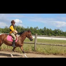 Pinto Tippie    (ejes af HDR)