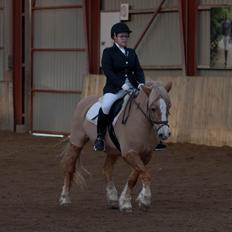 Haflinger Resi Kastanjegård