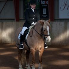 Haflinger Resi Kastanjegård