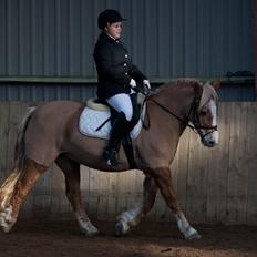 Haflinger Resi Kastanjegård