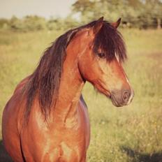 Welsh Pony (sec B) Barnhoeve´s Bernie