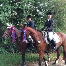 Engelsk Varmblod Hamiltons Heart Of Joy