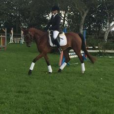 Engelsk Varmblod Hamiltons Heart Of Joy