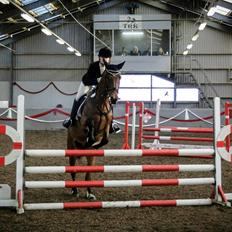 Engelsk Varmblod Hamiltons Heart Of Joy