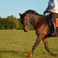 Anden særlig race Kildegårds Kanico