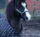 Welsh Pony (sec B) Dodi
