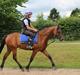 Welsh Partbred (Sec F) Bjerregårds Sparkler