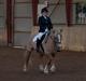 Haflinger Resi Kastanjegård