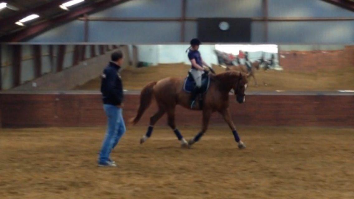 Dansk Varmblod Storgaardens Rialto - Undervisning ved Sune Hansen, Juni 2014 billede 20