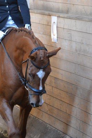 Dansk Varmblod Storgaardens Rialto billede 23