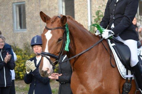 Dansk Varmblod Storgaardens Rialto billede 24