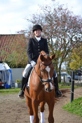 Dansk Varmblod Storgaardens Rialto billede 26
