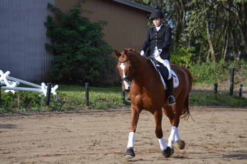 Dansk Varmblod Storgaardens Rialto billede 28