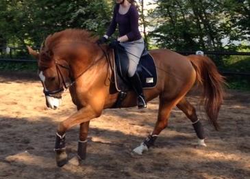 Dansk Varmblod Storgaardens Rialto billede 12