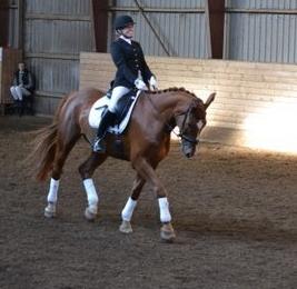 Dansk Varmblod Storgaardens Rialto billede 22