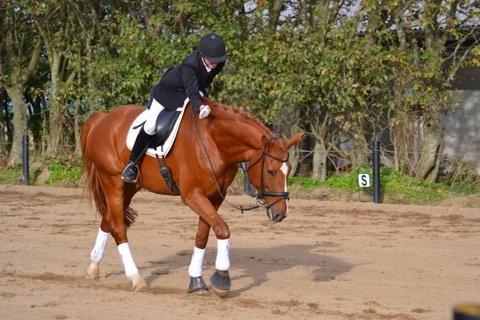 Dansk Varmblod Storgaardens Rialto billede 25
