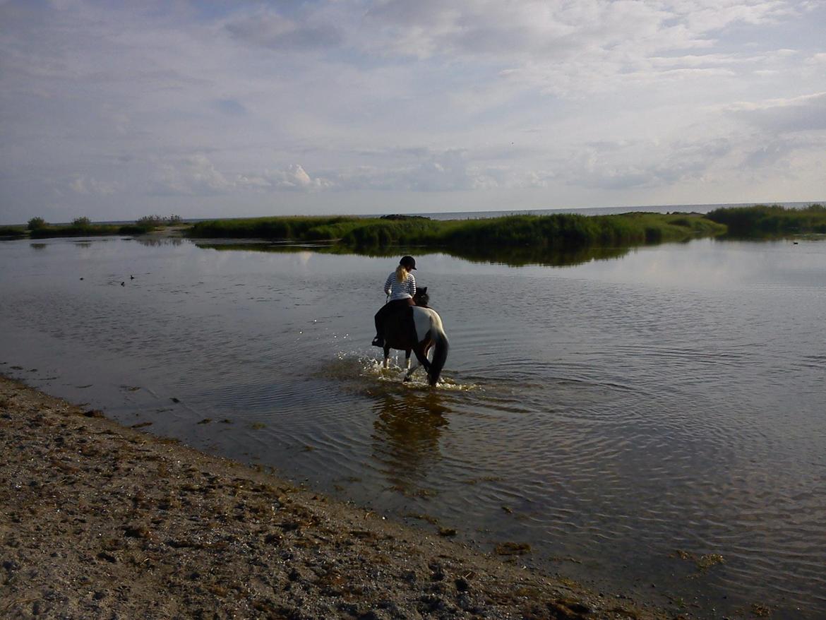 Anden særlig race Falco Fede Pony billede 5